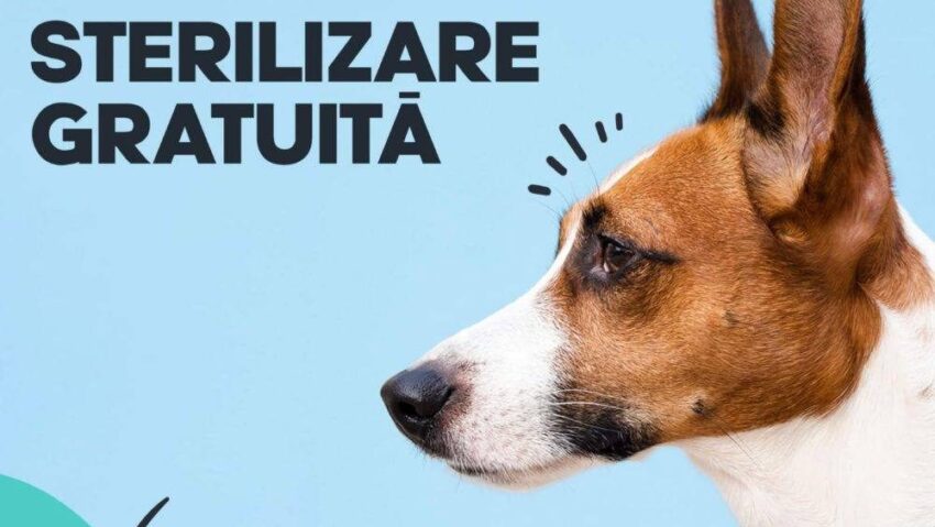 Campanie de sterilizări gratuite pentru 50 de câini, în Reșița, din 26 ianuarie 2026