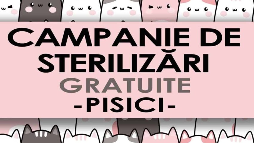 Reşiţa: Prima Campanie de Sterilizări Gratuite cu locuri limitate din 2026
