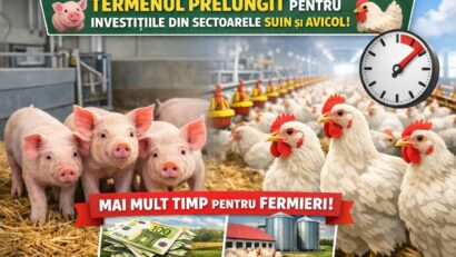 Termen prelungit pentru investițiile din sectorul suin și avicol. Anunț important pentru fermieri!