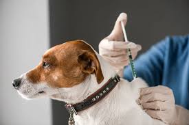 Campanie gratuită de microcipare și vaccinare antirabică în comuna Forotic