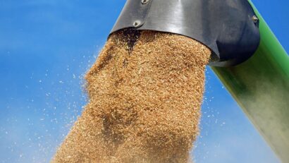 Caraș-Severin: avertisment pentru fermieri privind posibile înșelăciuni la vânzarea cerealelor