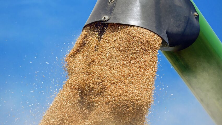 Caraș-Severin: avertisment pentru fermieri privind posibile înșelăciuni la vânzarea cerealelor