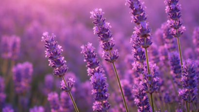 Beneficiile lavandei: planta aromatică cu efecte terapeutice