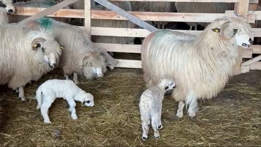 Primii miei au apărut în fermele din Caraș-Severin. Ce spun crescătorii despre greutate, prețuri și rentabilitate