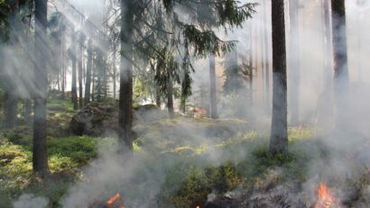 Apel al silvicultorilor din Caraș-Severin: incendiile de vegetație uscată, pericol major pentru păduri