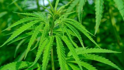 ARAD: arestări preventive după ce a fost descoperită o plantaţie ilegală de canabis