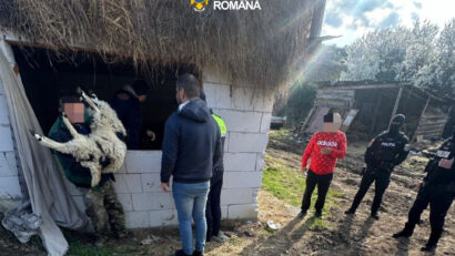 Furt de animale în Caraş-Severin: trei tineri reţinuţi
