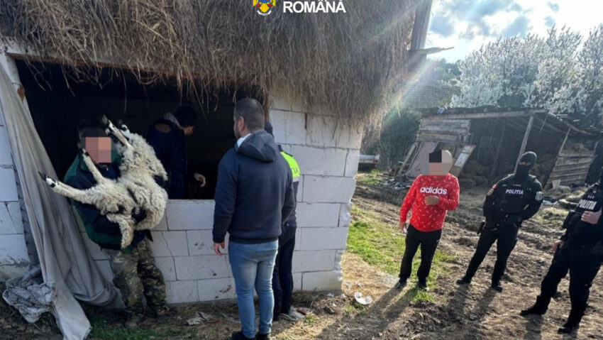 Furt de animale în Caraş-Severin: trei tineri reţinuţi