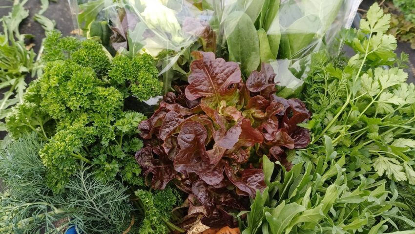 Pachetul Verde – Legume proaspete de primăvară din Berzovia