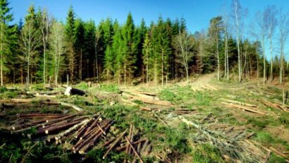 Anchetă în rândul mai multor angajaţi ai Ocoalelor Silvice din Caraş-Severin, Arad, Hunedoara şi Bistriţa-Năsăud
