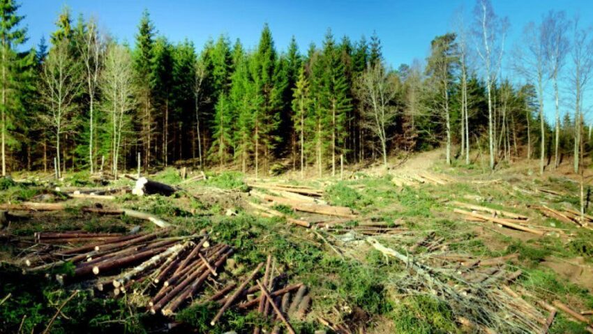 Anchetă în rândul mai multor angajaţi ai Ocoalelor Silvice din Caraş-Severin, Arad, Hunedoara şi Bistriţa-Năsăud
