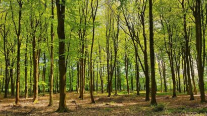 Criză în paza pădurilor din Caraş-Severin: peste 5.700 de hectare încă nepreluate, risc major de tăieri ilegale