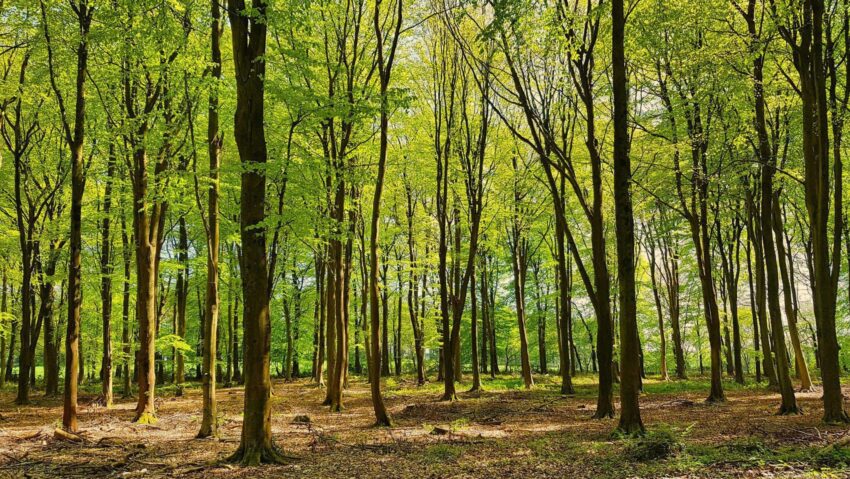 Criză în paza pădurilor din Caraş-Severin: peste 5.700 de hectare încă nepreluate, risc major de tăieri ilegale