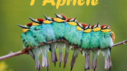 Ziua Internațională a Păsărilor, celebrată pe 1 aprilie: importanța protejării speciilor și a habitatelor naturale