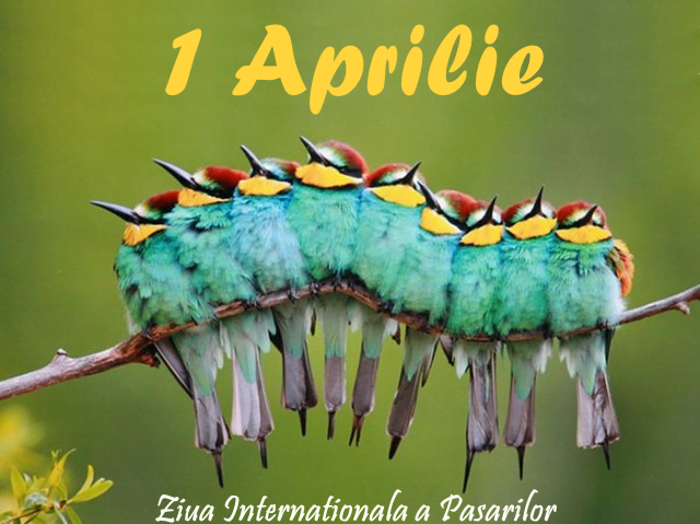 Ziua Internațională a Păsărilor, celebrată pe 1 aprilie: importanța protejării speciilor și a habitatelor naturale