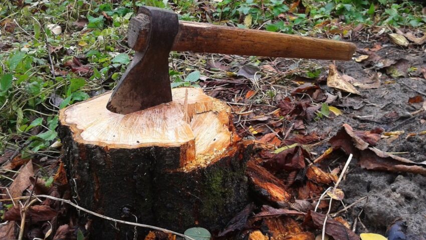 Controale silvice intense în Caraș-Severin în 2025: amenzi de peste 840.000 de lei și sancțiuni complementare de 1,6 milioane