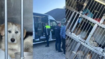 Poliția Caraș-Severin anchetează un transport ilegal de câini pentru export intracomunitar
