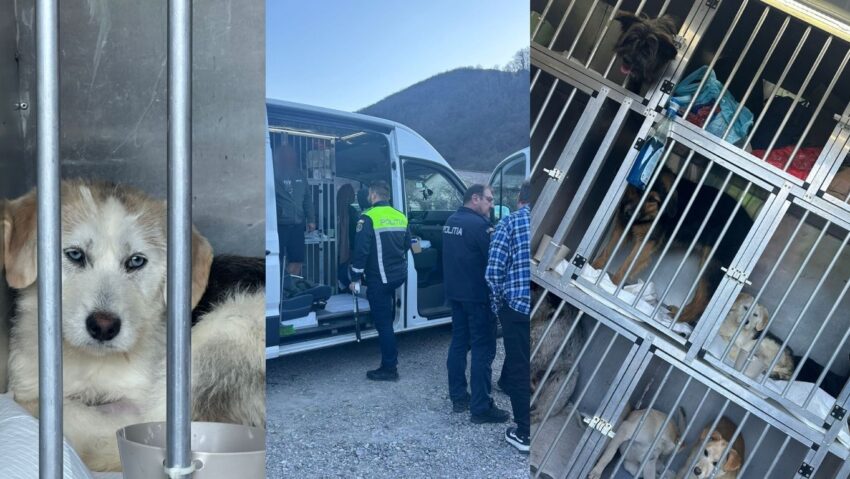 Poliția Caraș-Severin anchetează un transport ilegal de câini pentru export intracomunitar
