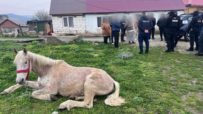 Cal salvat din condiţii improprii la Moldova Nouă