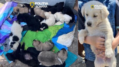 Bărbat din Caransebeș amendat cu 12.000 de lei după ce a abandonat 16 pui de câine. Dosar penal pentru intervenții nelegale