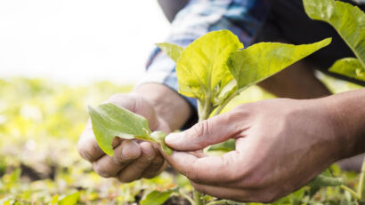 Înregistrarea operatorilor în agricultura ecologică 2026: termene, condiții și beneficii pentru fermieri