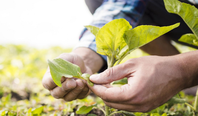Înregistrarea operatorilor în agricultura ecologică 2026: termene, condiții și beneficii pentru fermieri