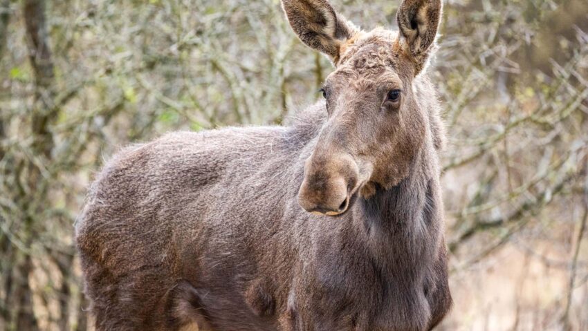 Elanul revine în România după peste 200 de ani: moment istoric pentru biodiversitate în Parcul Natural Vânători-Neamț