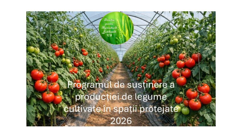 Caraş-Severin: Programul Tomata, sesiunea 2026, s-a încheiat. Fermierii spun că sprijinul este util, dar insuficient