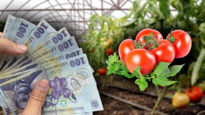 Programul Tomata 2026 în Caraș-Severin: 22 de legumicultori s-au înscris pentru sprijin financiar