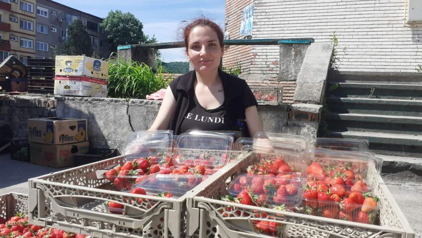 Din câmp direct pe tarabă: Plantația de căpșuni din Ilova livrează fructe proaspete în Reșița