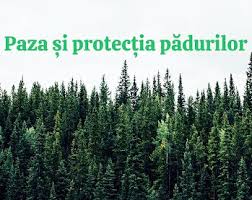 Pază și servicii silvice în Banat: peste 9.100 de hectare de pădure în proces de administrare și control