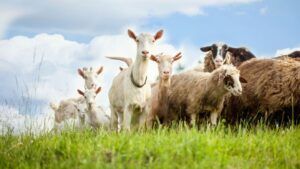 Zootehnia din Caraș-Severin în 2026: peste 30 de controale în teren și mii de animale monitorizate