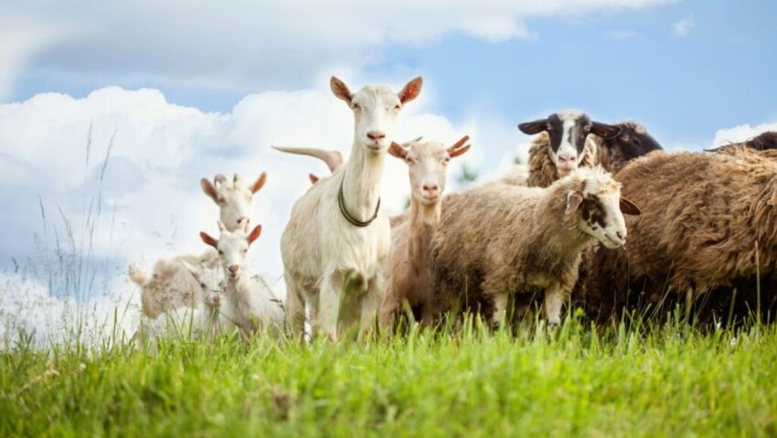 Zootehnia din Caraș-Severin în 2026: peste 30 de controale în teren și mii de animale monitorizate