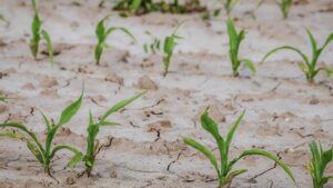 România primește 14,8 milioane de euro de la Uniunea Europeană pentru fermierii afectați de fenomenele climatice extreme