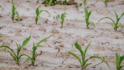 România primește 14,8 milioane de euro de la Uniunea Europeană pentru fermierii afectați de fenomenele climatice extreme