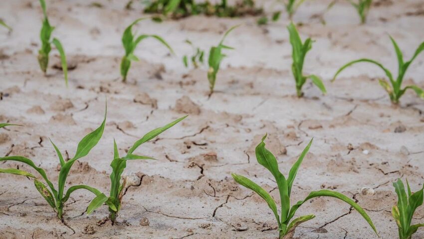 România primește 14,8 milioane de euro de la Uniunea Europeană pentru fermierii afectați de fenomenele climatice extreme