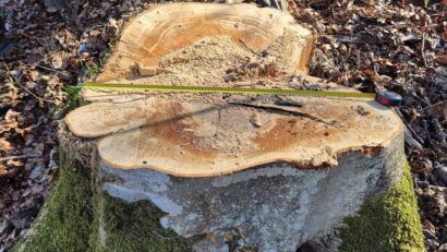 Ciocan de marcat falsificat la Rusca Montană. Arbori marcați ilegal pentru tăiere, prejudiciu estimat la 78.000 de lei