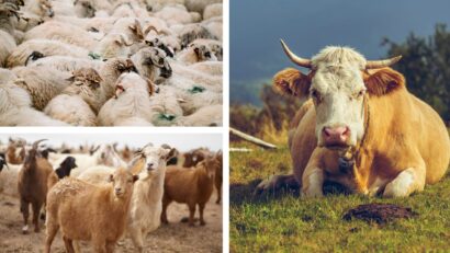 Oficiul Județean de Zootehnie Caraș-Severin: bilanț pozitiv al reproducției la bovine, ovine și caprine în 2026
