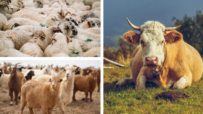 Oficiul Județean de Zootehnie Caraș-Severin: bilanț pozitiv al reproducției la bovine, ovine și caprine în 2026