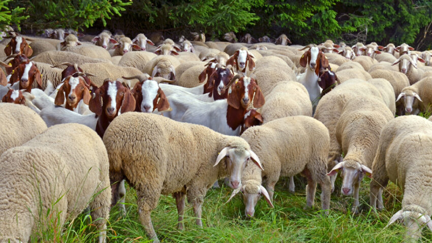 Exportul de ovine și caprine din România, blocat până la finalul lui 2026. Ce impact are decizia Comisiei Europene asupra fermierilor
