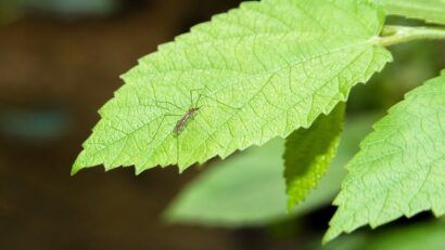 Dezinsecție în Caransebeș: Primăria combate țânțarii și insectele de disconfort în noaptea de 9 iunie