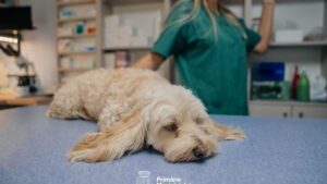 Primăria Timișoara: 44 de câini și pisici au fost sterilizați gratuit în prima lună a programului