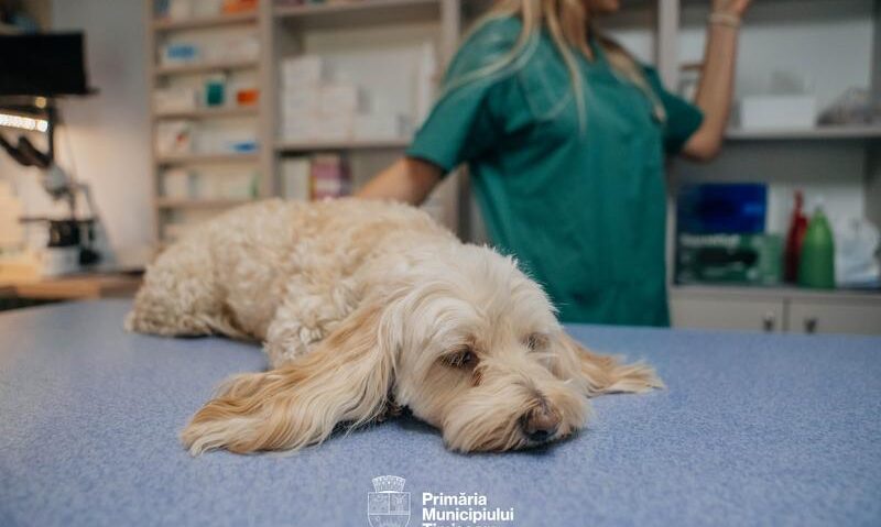 Primăria Timișoara: 44 de câini și pisici au fost sterilizați gratuit în prima lună a programului