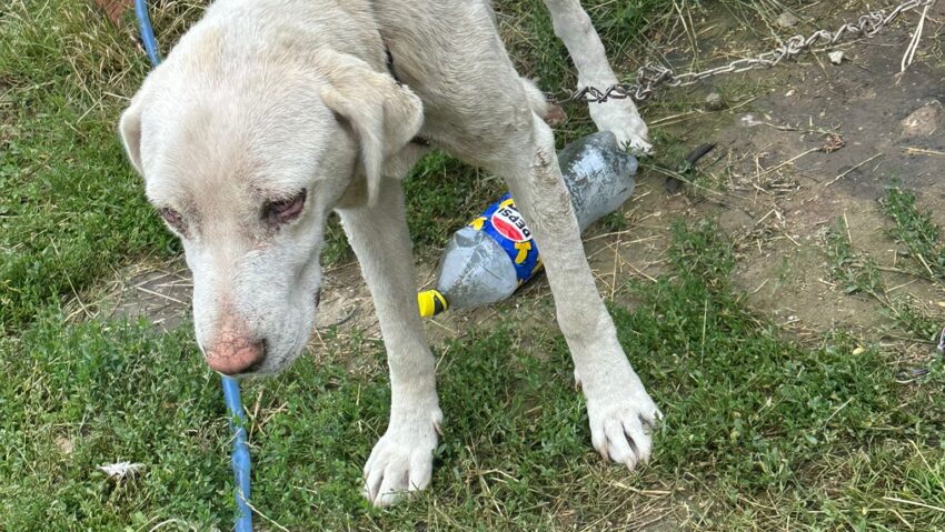 Câine salvat de polițiști în Caraș-Severin. Proprietarul a fost amendat cu 10.000 de lei pentru neglijarea animalului