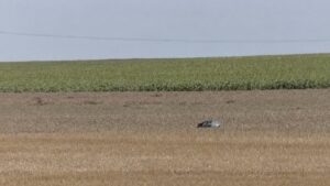 Clarificările MApN după doborârea dronei în România: decizia de angajare a țintei a fost luată de comandamentul NATO