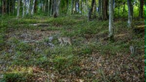 Imagini rare din Parcul Național Semenic-Cheile Carașului: o pisică sălbatică, surprinsă alături de patru pui. Ce spun specialiștii?