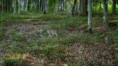 Imagini rare din Parcul Național Semenic-Cheile Carașului: o pisică sălbatică, surprinsă alături de patru pui. Ce spun specialiștii?