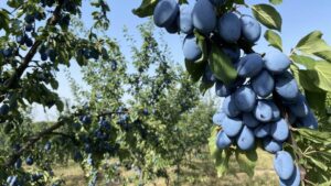 Recolta de prune de vară din 2026 se anunță foarte bună. Specialiștii explică de ce producția este peste cea de anul trecut