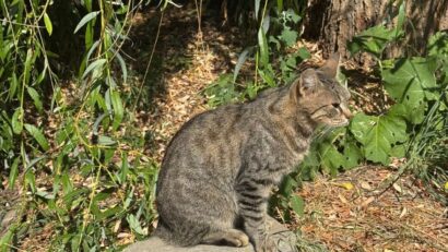 Adolescent din Caraș-Severin, amendat cu 6.000 de lei după ce a aruncat o felină spre un alt minor