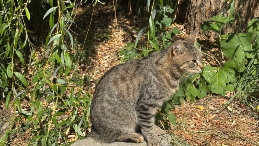 Adolescent din Caraș-Severin, amendat cu 6.000 de lei după ce a aruncat o felină spre un alt minor